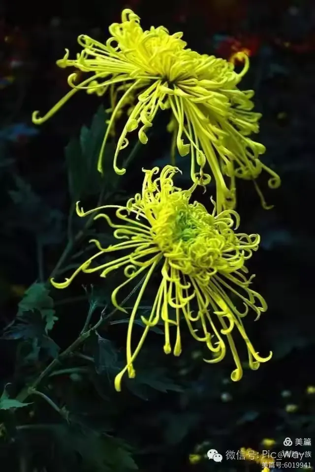 遥怜故园菊,应傍战场开